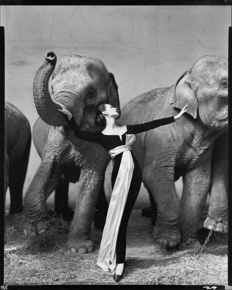 Довима и слоны - Ричард Аведон (Richard Avedon)
